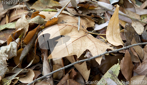 Image of Dry leaves close up