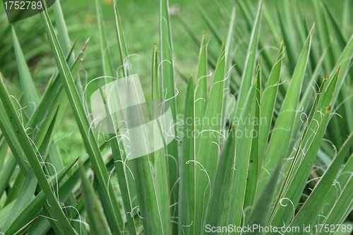 Image of greeen plant close up