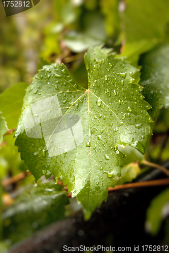 Image of grape leaf with water drops