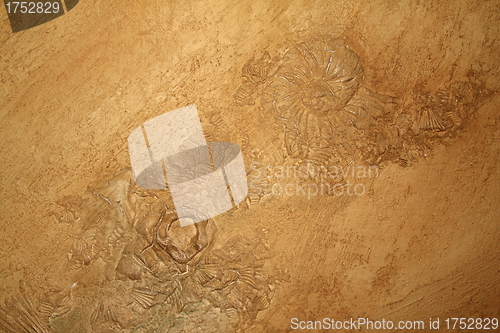Image of Shell in stone sediment abstract background