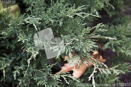 Image of Pine tree close up