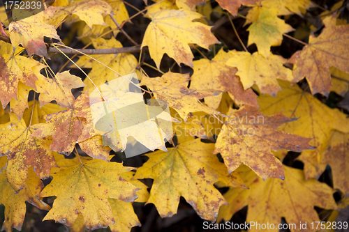 Image of Dry yellow leaves