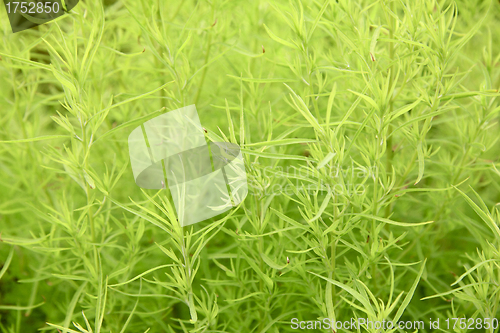 Image of green grass on white