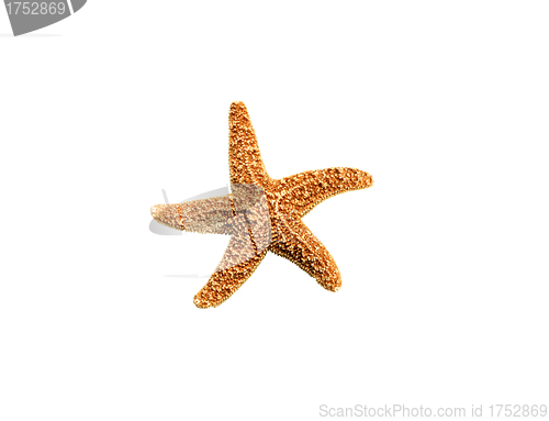 Image of starfish isolated on white background