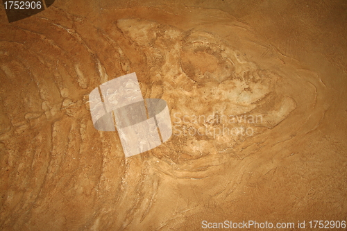 Image of Giant fish fossils close-up