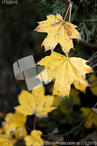 Image of Dry yellow autumn leaves