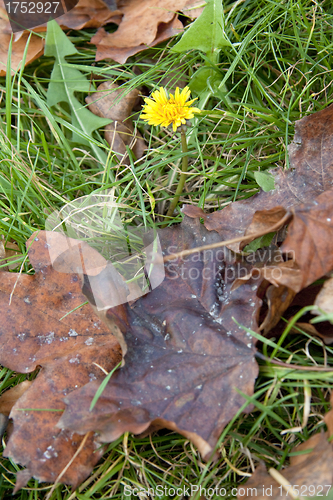 Image of Dandelion in leaves