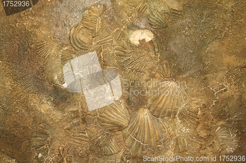 Image of Shell sediment abstract background