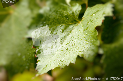 Image of close up of grape leaf with water drops