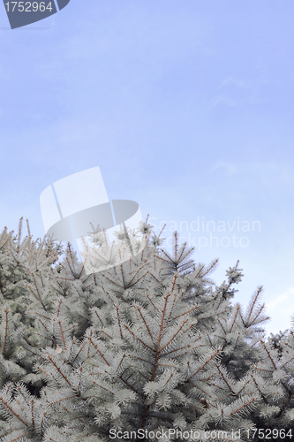 Image of Pine tree against sky