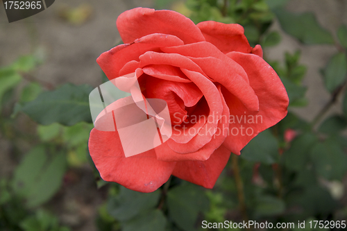 Image of red rose