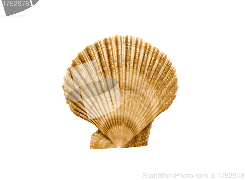 Image of Whole single fresh scallop on white background