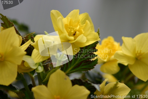 Image of Wedding Day flowers