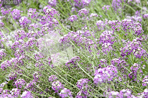 Image of Purple flower carpet