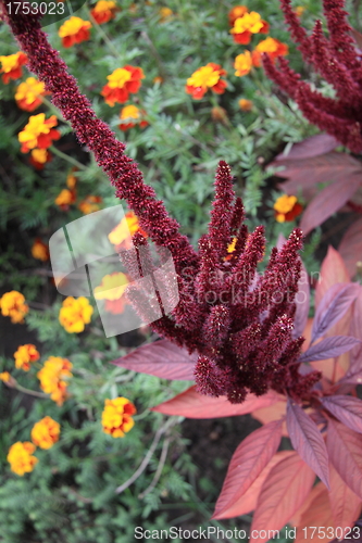 Image of yellow flowers and red in summer season