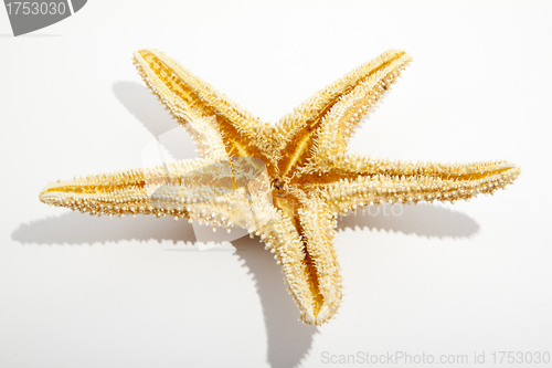 Image of Starfish from oceans