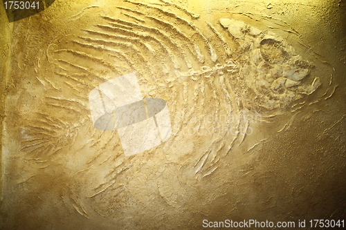 Image of Giant fish fossils