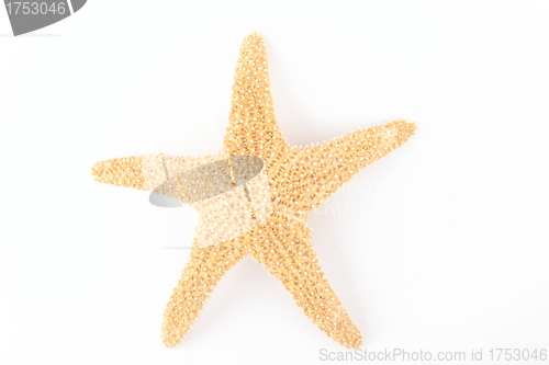 Image of Starfish from oceans