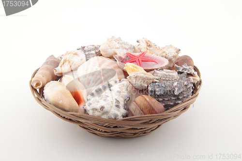 Image of different shells on basket