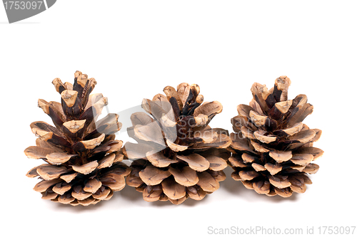 Image of three branch of fir-tree