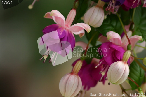 Image of Alaskan Flowers