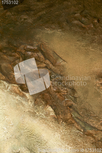 Image of Abstract shell sediment background