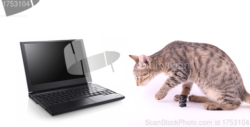 Image of laptop and cat