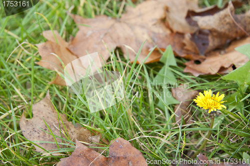 Image of Dandelion in leaves and grass