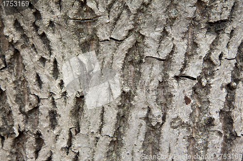 Image of Peel tree background