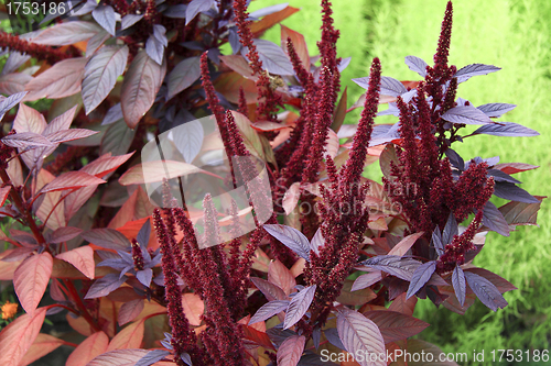 Image of red flower in garden