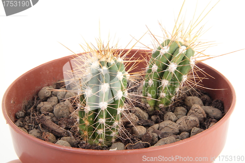 Image of Two Cactus with Thorns in a Pot