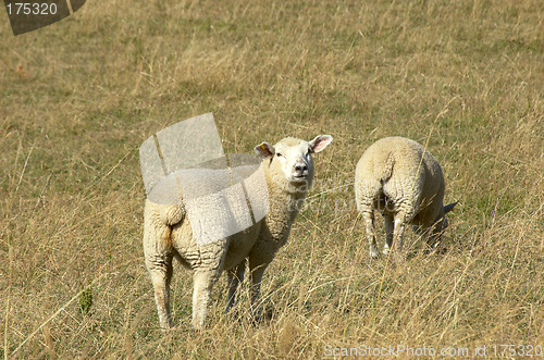 Image of Sheep