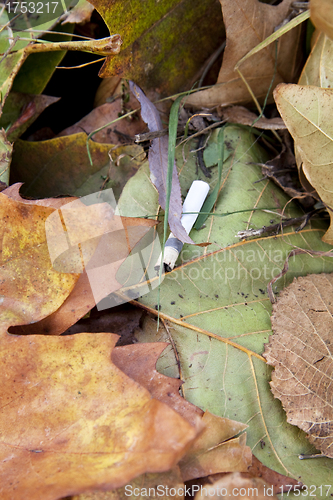 Image of Cigarette butt in leaves