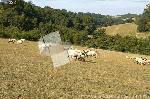 Image of Sheep