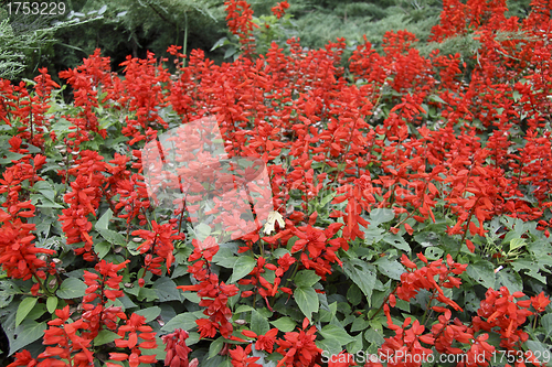 Image of red flowers background