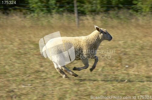 Image of Sheep