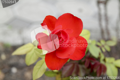 Image of red flower