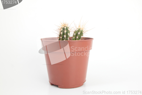 Image of Two Cactus with Thorns in a Pot