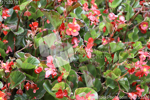 Image of red flowers and green plants