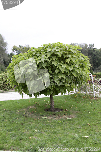 Image of green tree