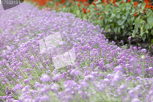 Image of Purple flower carpet background