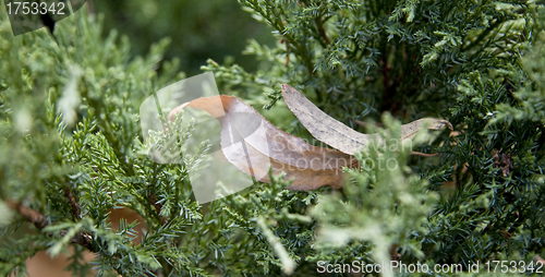 Image of Dry leaves in pine tree