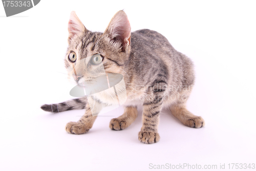 Image of beautiful European cat