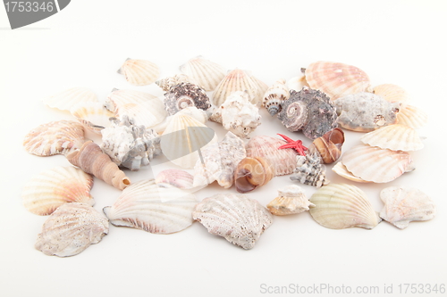 Image of Seashell collection