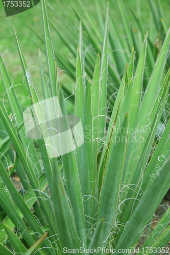 Image of Close-up of green plant