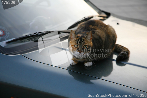Image of Cat on warm bonnet