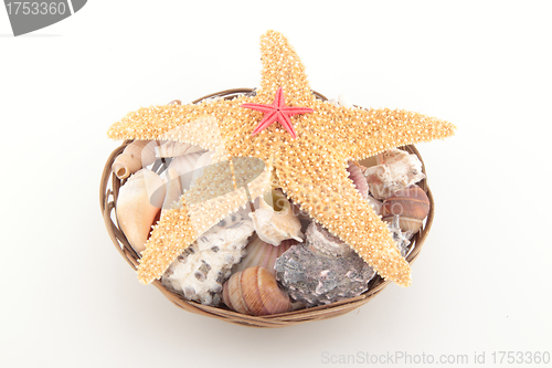 Image of Starfish on seashells