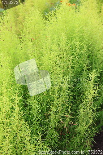 Image of Abstract Nature of a Garden Hedge