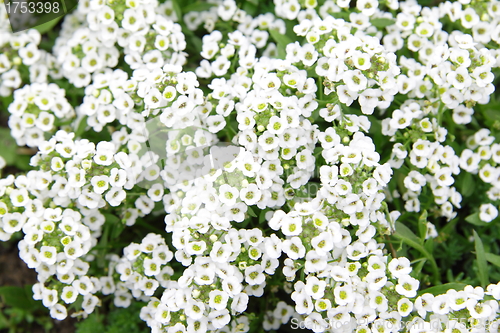 Image of white flowers close up