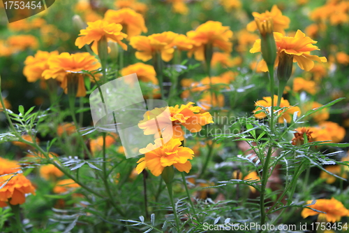 Image of yellow flowers